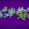 Multiple Vibrant Green Plants with Fresh Leaves Arranged on Purple Background