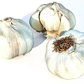 Three Fresh White Garlic Bulbs With Natural Texture And Partially Peeled