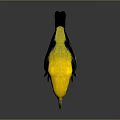 Vibrant Yellow Bird with Green Wing Patches Standing on Glossy Black Surface