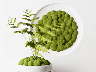 Bonsai Plant in White Ceramic Pot with Green Moss Balls and Feathery Fern Leaves 3d model