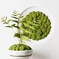 Bonsai Plant in White Ceramic Pot with Green Moss Balls and Feathery Fern Leaves