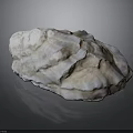 Shell As Biological Organ With Hair Like Layered Texture White Brown
