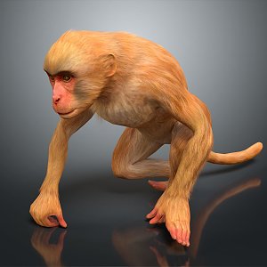 Monkey 3d model