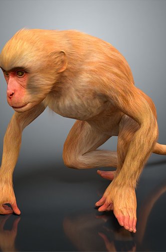 Monkey 3d model