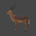 Realistic 3D Antelope Model With Long Curved Horns Standing Isolated On White