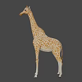 Realistic 3D Giraffe Model With Brown White Spots Standing On Grey Background 3d model