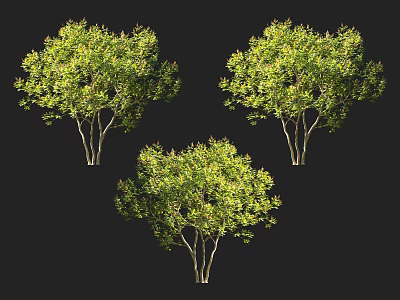 Lush Green Arbor Trees With Dense Foliage And Slender Trunks In Natural View 3d model