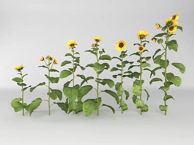 Sunflowers Showing Various Growth Stages With Yellow Blooms And Green Leaves 3d model