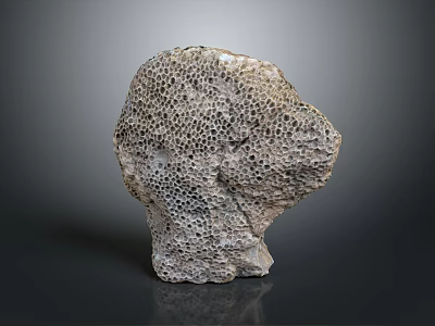 Natural Coral Marine Animal With Honeycomb Structure And Stone Like Texture 3d model