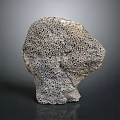 Natural Coral Marine Animal With Honeycomb Structure And Stone Like Texture