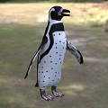 Flying Animal Penguin With Black And White Feathers And Spots Standing On Grassland