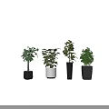 Different Bonsai Plants Collection With Green Leaves And Black White Pots