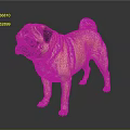 Adorable Light Brown Pug Standing on Dark Background with Shiny Reflection