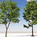 Modern landscape tree dwarf tree red leaf tree deciduous tree iron frame wood roadside tree street tree community greening broad-leaved tree 3d model