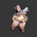 Human Heart Anatomical Models Displaying Internal Chambers And Major Blood Vessels