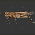 grasshopper insect cartoon locust animation locust anime locust anime game character 3d model