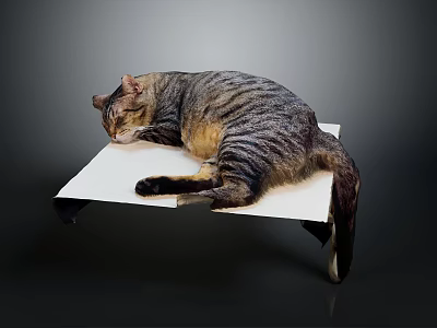 Striped Cat Lying Comfortably on White Platform Against Dark Background 3d model
