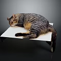 Striped Cat Lying Comfortably on White Platform Against Dark Background 3d model