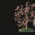 Bonsai Plant With Pink Blossoms And Elegant Branches In Decorative Square Pot With Stone Statue
