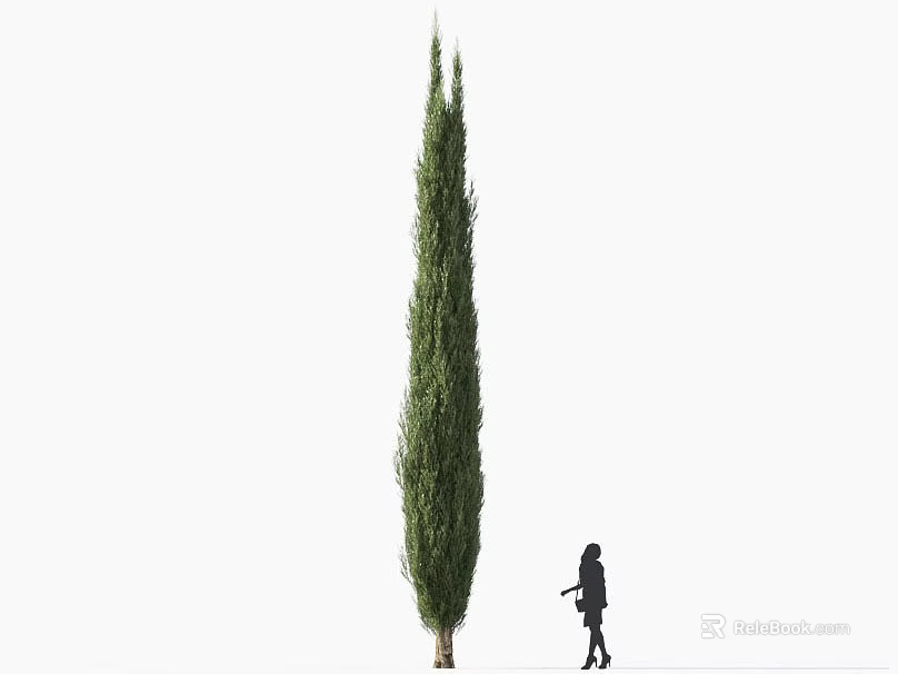 Tall Slender Cypress Tree With Person Silhouette Standing Beside In Outdoor Scene 3d model 