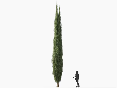 Tall Slender Cypress Tree With Person Silhouette Standing Beside In Outdoor Scene 3d model