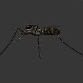Detailed Mosquito With Long Thin Legs Transparent Wings And Striped Body 3d model