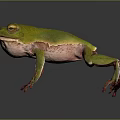 Detailed Green Frog With Red Toes And Pink Underbelly On Dark Smooth Surface