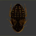 Detailed Brown Cockroach With Exoskeleton And Long Legs On Dark Background