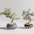 Two Bonsai Trees With Curved Branches In Gray And Brown Decorative Pots