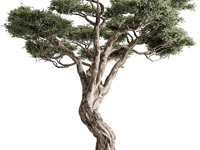 Elegant Arbor With Winding Trunk And Lush Green Foliage In Natural Growth Form 3d model