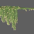 Hanging Green Vine With Lush Leaves And White Small Flowers For Natural Decoration