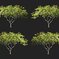 Healthy Arbor With Lush Green Leaves And Yellow Blossoms On Black Background