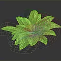 Lush Green Leaf Plant With Vibrant Healthy Foliage On Dark Background