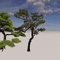 Two Ornamental Pine Trees With Twisted Branches And Dense Green Foliage