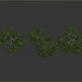 Realistic Green Trees With Clear Trunks Leaves And Ground Reflections