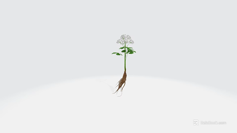 Fresh Green Leaf Herb Plant With Small White Flowers And Long Visible Roots 3d model 