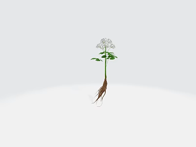 Fresh Green Leaf Herb Plant With Small White Flowers And Long Visible Roots 3d model