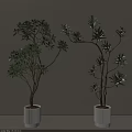 Lush Green Bonsai Potted Plants With Slender Branches In White Ceramic Pots