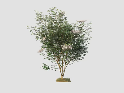 Lush Arbor With Green Leaves White Small Flowers And Sturdy Trunk 3d model