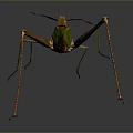 Green Grasshopper With Long Legs And Leaf Shaped Body On Dark Background