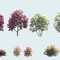 Various Colorful Flowering Arbor Trees With Pink Purple White Blooms And Shapes