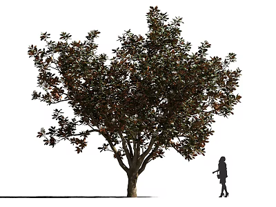 Tall Arbor With Lush Green Foliage And Silhouette Person Standing Nearby 3d model