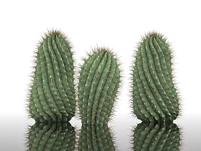 Three Green Spiky Shrub Plants With Reflective Base On White Background 3d model