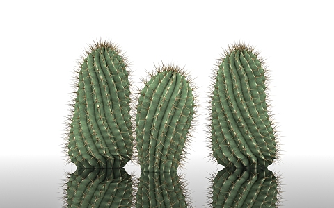 cactus ball barreled cactus desert plant windbreak sand control dry land arid plant landscape potted plant decoration garden city greening 3d model