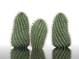 cactus ball barreled cactus desert plant windbreak sand control dry land arid plant landscape potted plant decoration garden city greening 3d model