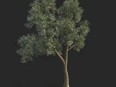 Single Arbor With Lush Green Leaves And Brown Trunk On Black Background 3d model