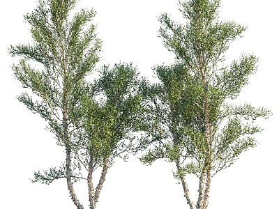 Lush Arbor Trees With Green Foliage And White Trunks In Natural Landscape 3d model