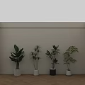 Indoor Potted Plants With Various Green Leaves In White Gray Pots On Herringbone Wooden Floor