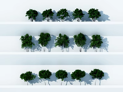 Three Rows of Five Arbor Trees with Slender Trunks Lush Foliage Shadows and White Background 3d model