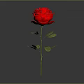 Beautiful Red Rose With Green Stem And Leaves On Gray Background